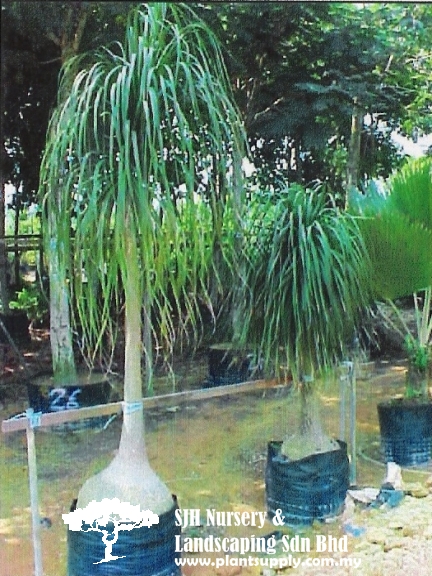 Ponytail Palm
